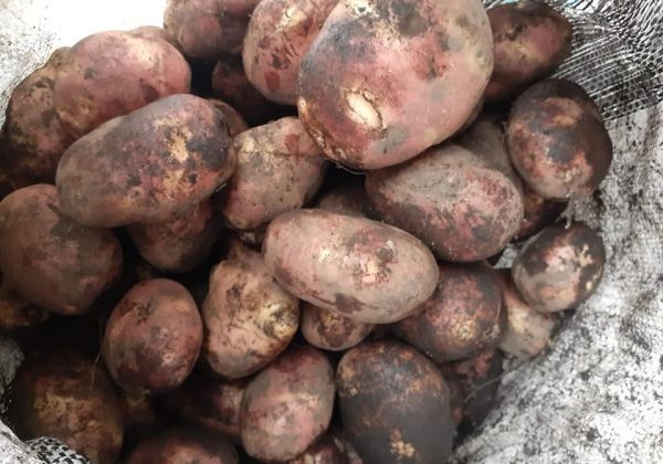 Productos esenciales como papa, tomate y verde son cada vez más costosos.