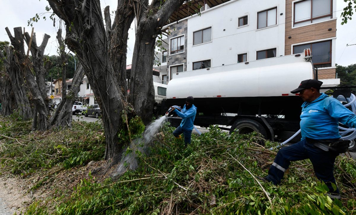 Parques EP confirmó que la poda, ejecutada sin autorización municipal, comprometió la vitalidad de los árboles ficus.