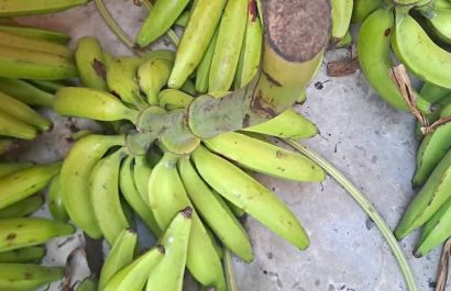Los comerciantes piden apoyo gubernamental para estabilizar precios y recuperar cultivos del plátano.