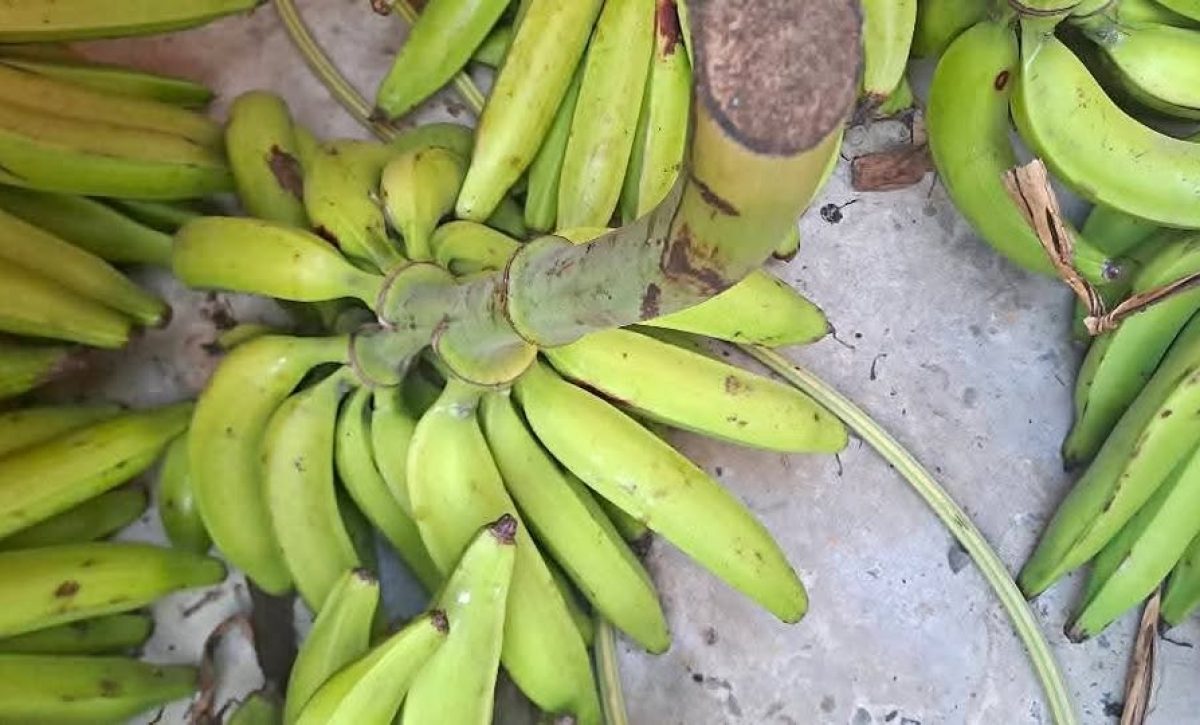 Los comerciantes piden apoyo gubernamental para estabilizar precios y recuperar cultivos del plátano.