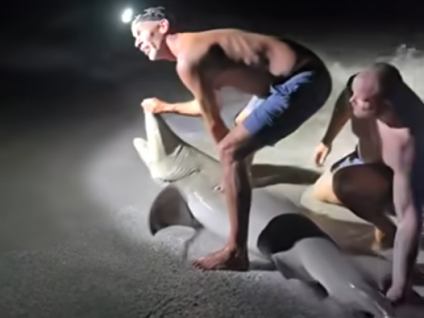 Hospitalizan a hombre tras mordida de tiburón en la pierna en Florida