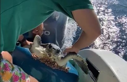 tortugavale