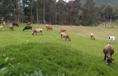 vacas