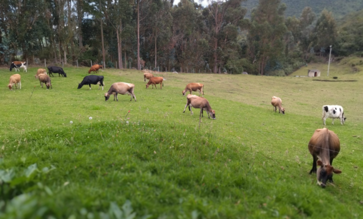 vacas