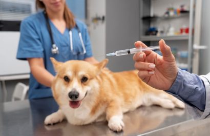 Vacunas que salvan vidas: El calendario ideal para tu mascota