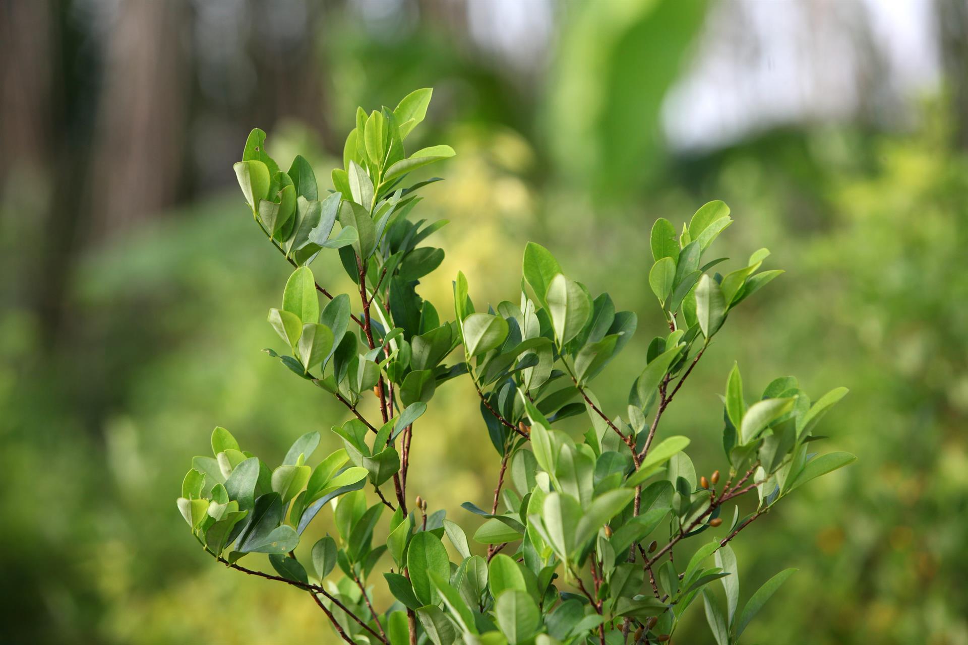 una planta de coca