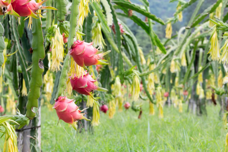 Sembríos de Pitahaya