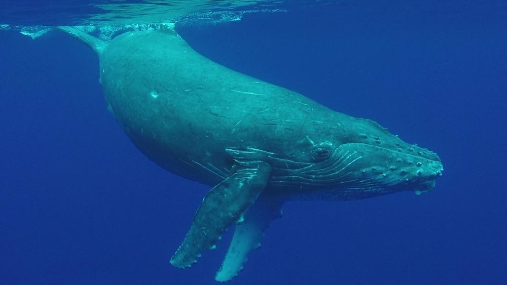 Ballenas fenómeno La Niña