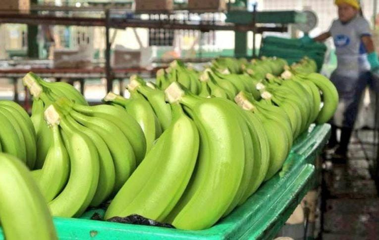 Banano ecuatoriano Syngenta GraduateA+