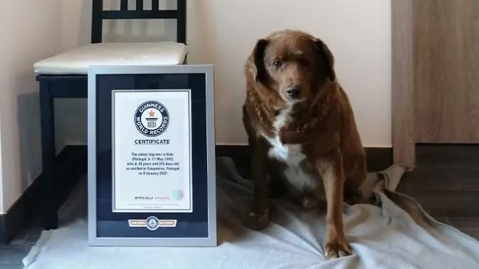 Bobi, un perro portugués, cumplió 31 años el 11 de mayo de 2023. Él es considerado el perro más viejo del mundo.