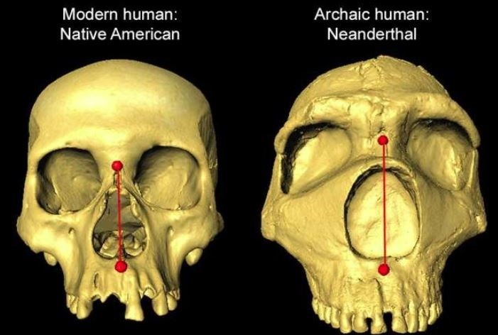 La forma de nuestra nariz es herencia neandertal