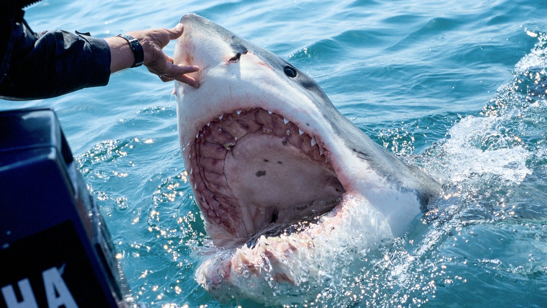 Un grupo de biólogos que grababa un documental sobre tiburones avistó que estos animales estarían comiendo cocaína.