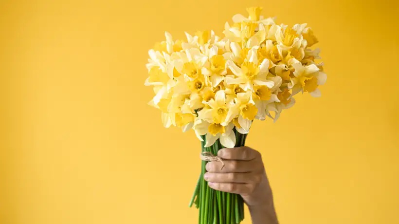 ¿Por qué regalar flores amarillas este 21 de septiembre?