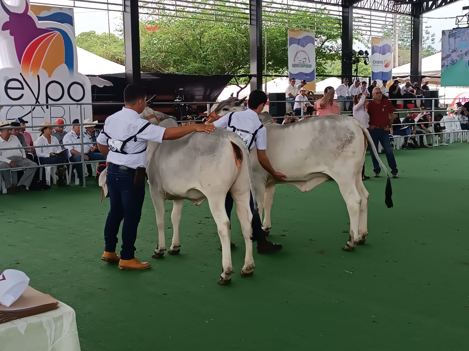 Durante cuatro días se realizará la ExpoCebú en Chone, donde se expondrán más de 730 ejemplares de ganado de raza.