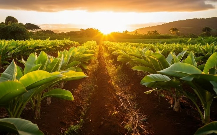 Insumos biológicos en Ecuador por Syngenta