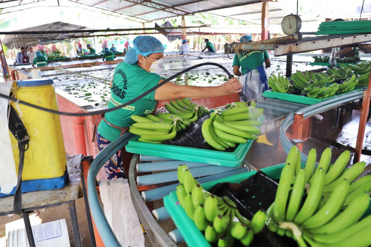 Rusia anunció que retomará el suministro de banano de cinco exportadoras ecuatorianas que fueron suspendidas.