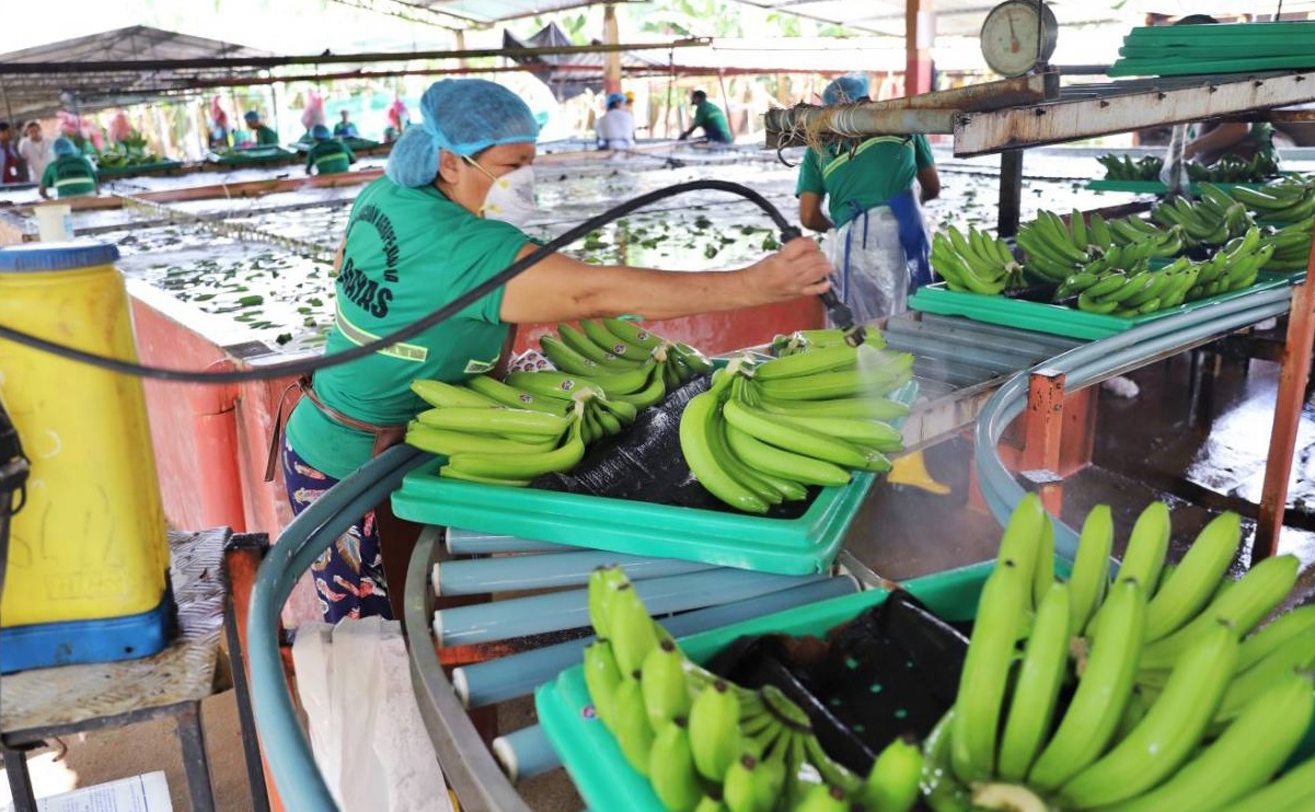 El Gobierno de Rusia ha solicitado a Ecuador suspender el suministro de Banano de cinco exportadoras puntuales.