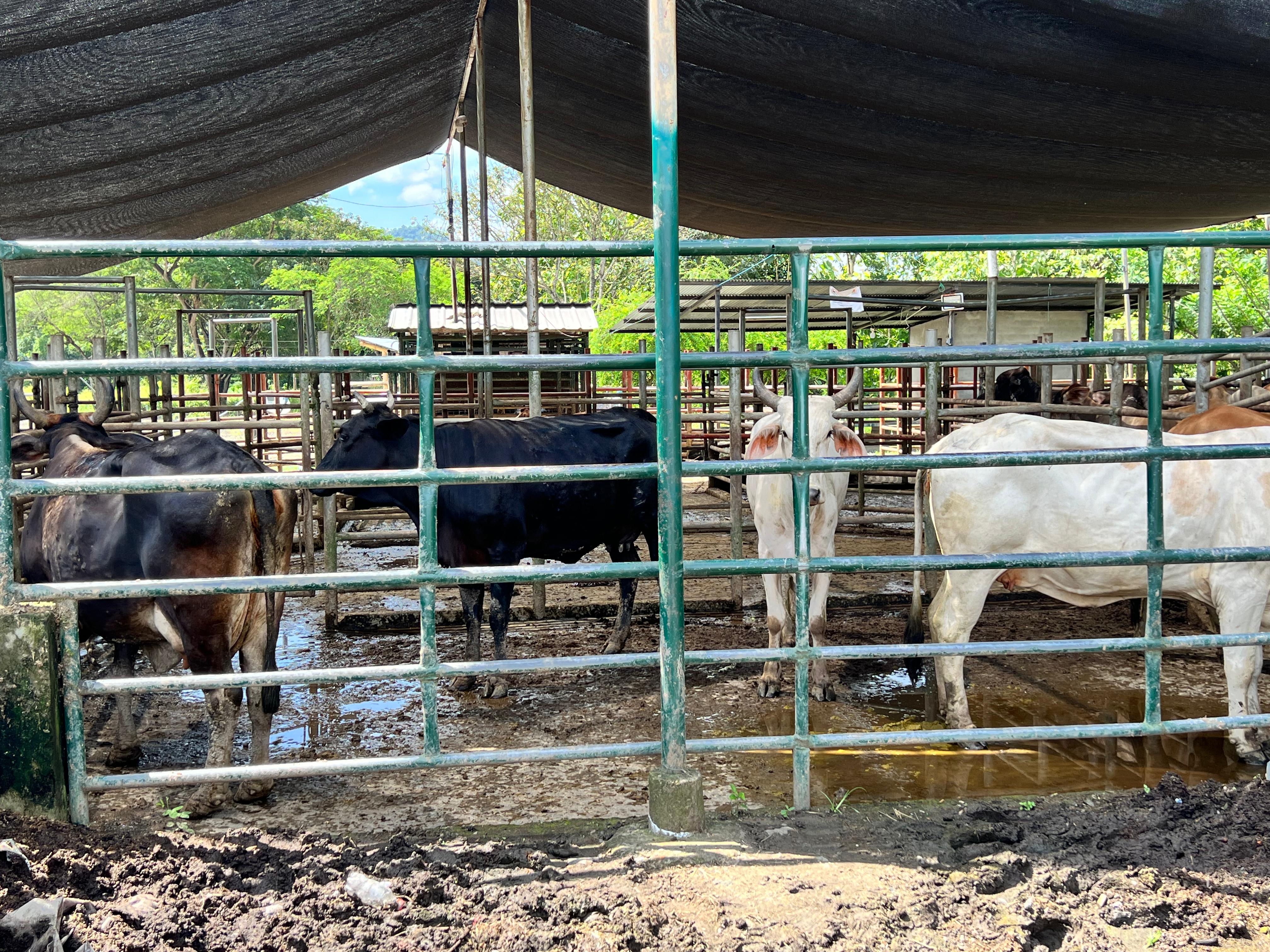 Inundaciones afectan la venta de queso, en Chone