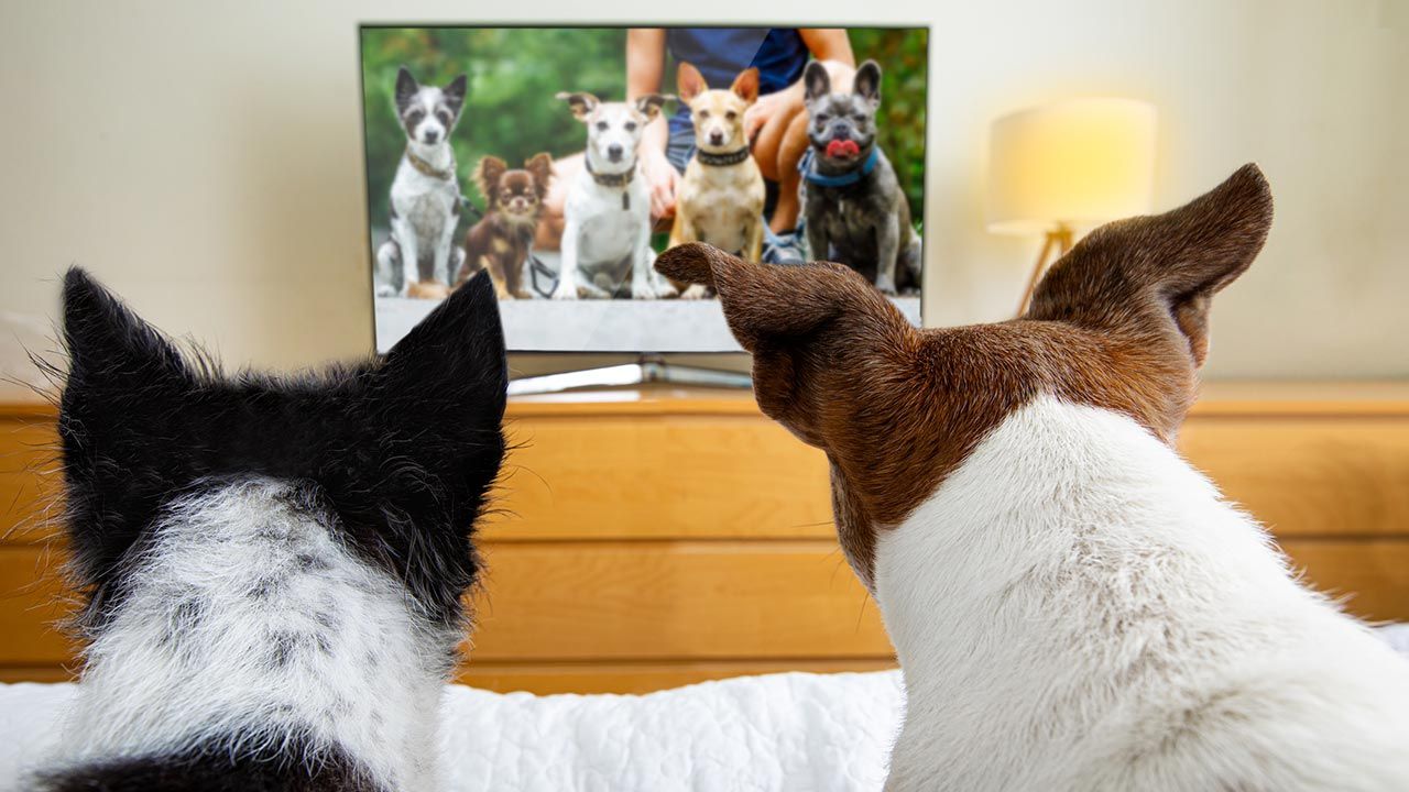 Qué programas prefieren ver los perros en televisión