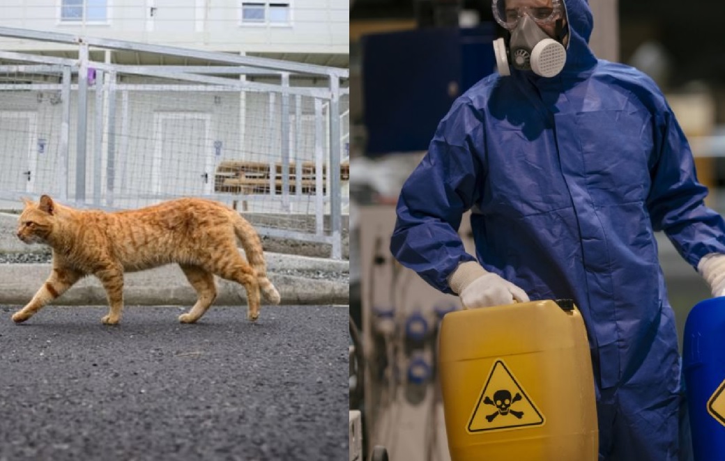 Un gato tóxico ha puesto en alerta a la ciudad japonesa de Fukuyama y las autoridades lo buscan por todos lados.