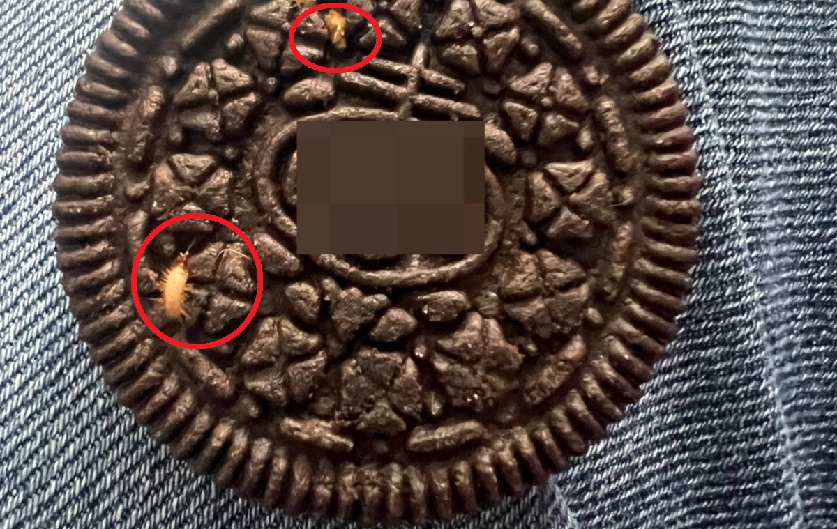 Le salieron bichos en un paquete de galletas