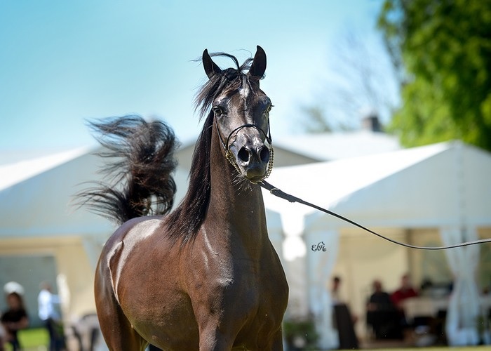 Una rara enfermedad ha sido detectada en un caballo en el cantón Samborondón, en la provincia del Guayas.