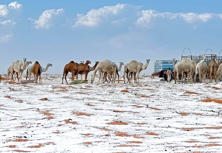 El desierto de Al-Jawf en Arabia Saudita ha sido cubierto por un manto blanco de nieve, lo que ha llamado la atención mundial.
