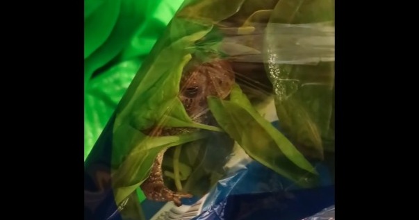 Encuentra una rana dentro de una funda de espinaca