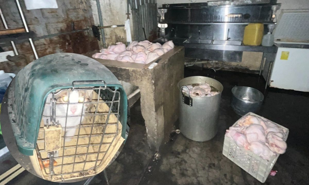 Personal de la Arcsa encontró un gato encerrado en un asadero de pollos