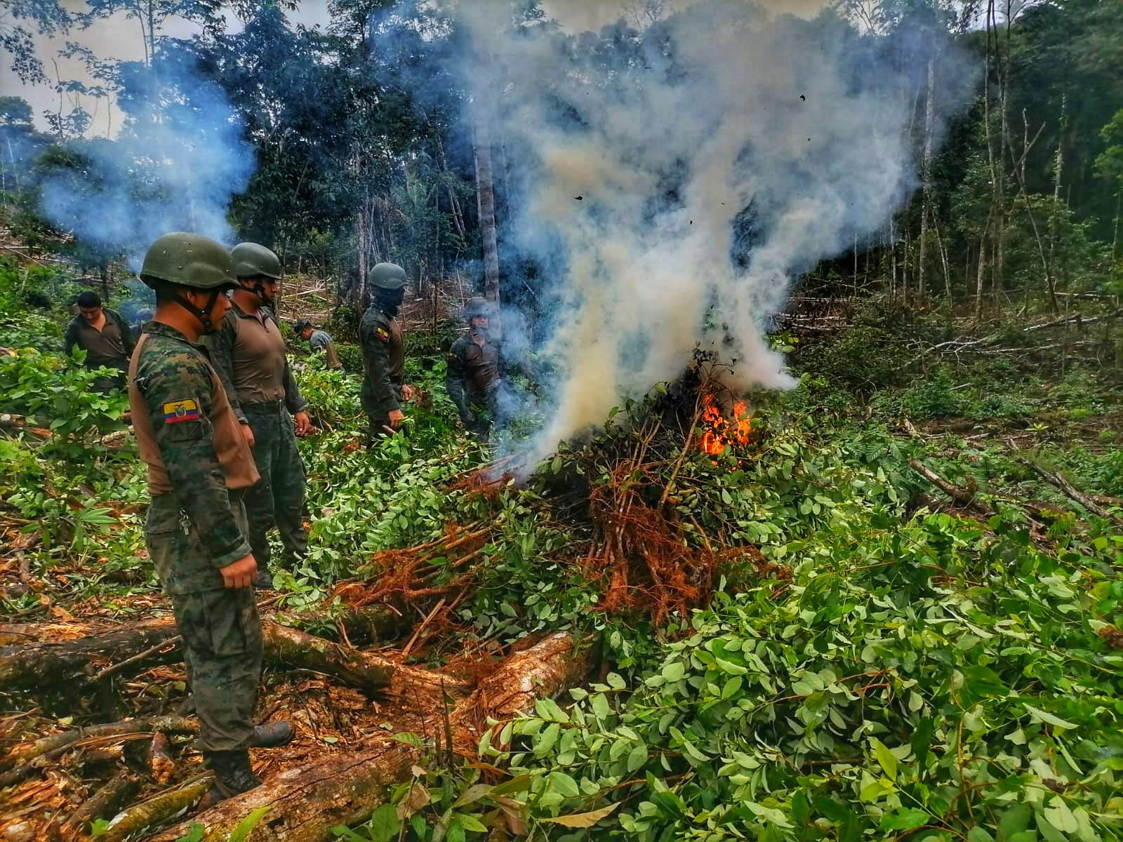 Militares destruyeron plantación de coca en Putumayo, Sucumbíos
