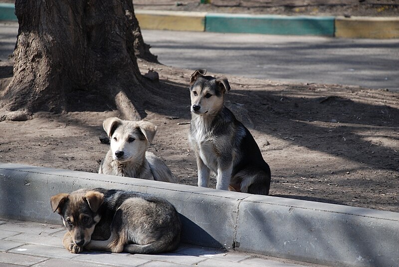 La Copa del Mundo 2030 ha generado una denuncia que ha causado preocupación en organizaciones protectoras de animales.