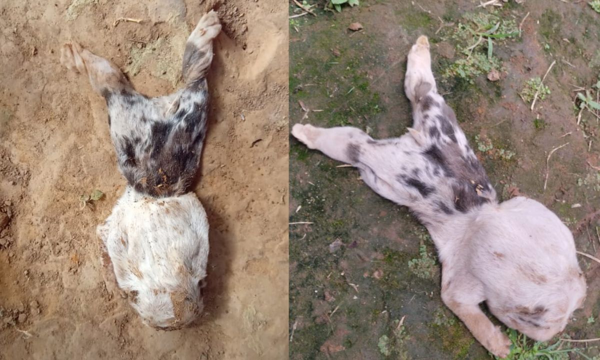 ¡Insólito! Un perrito nació con tres bocas y sin cola