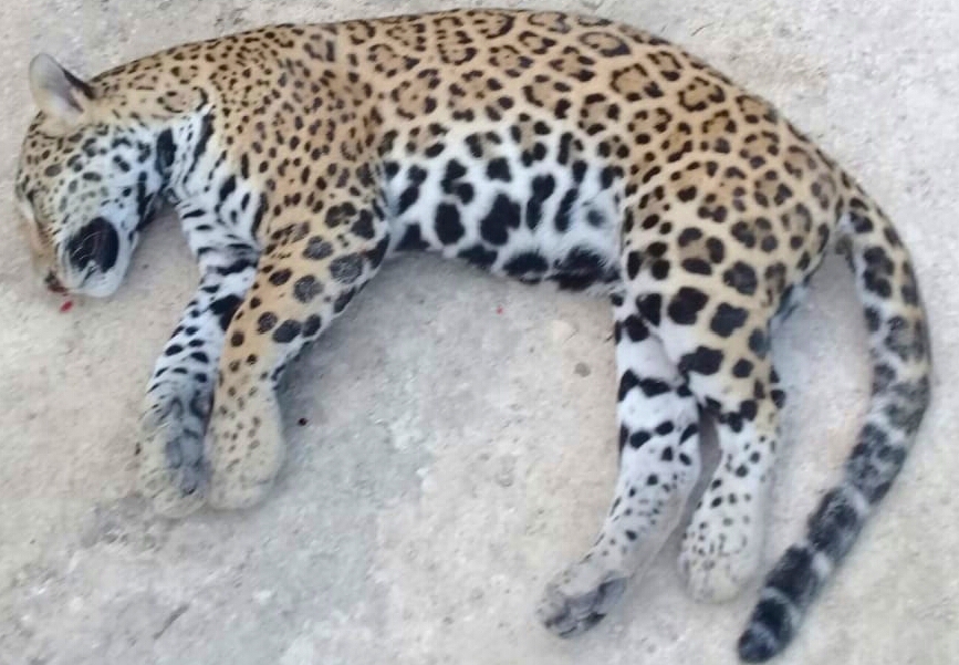 Contenido Patrocinado. Cacería de jaguar en la selva ecuatoriana: un trofeo ilegal genera controversia