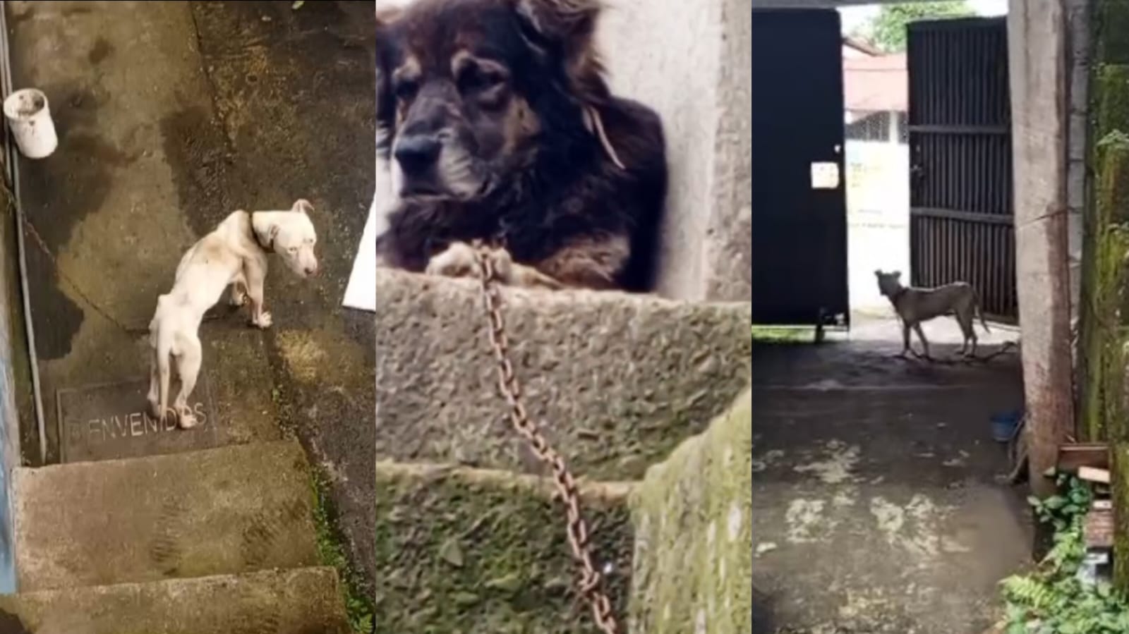 Santo Domingo de los Tsáchilas. Piden rápida acción por violencia intrafamiliar y maltrato animal.