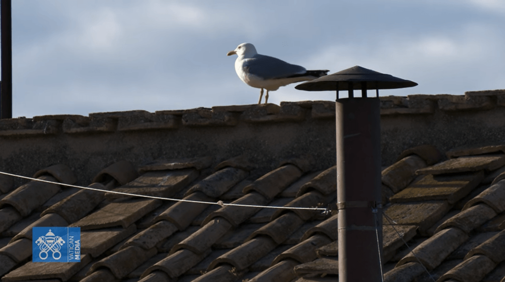 ¿Un presagio del Espíritu Santo? Un pájaro aparece en la chimenea del cónclave