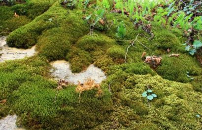 Campana-No-arranques-la-piel-de-los-bosques-para-proteger-musgo-en-Ecuador