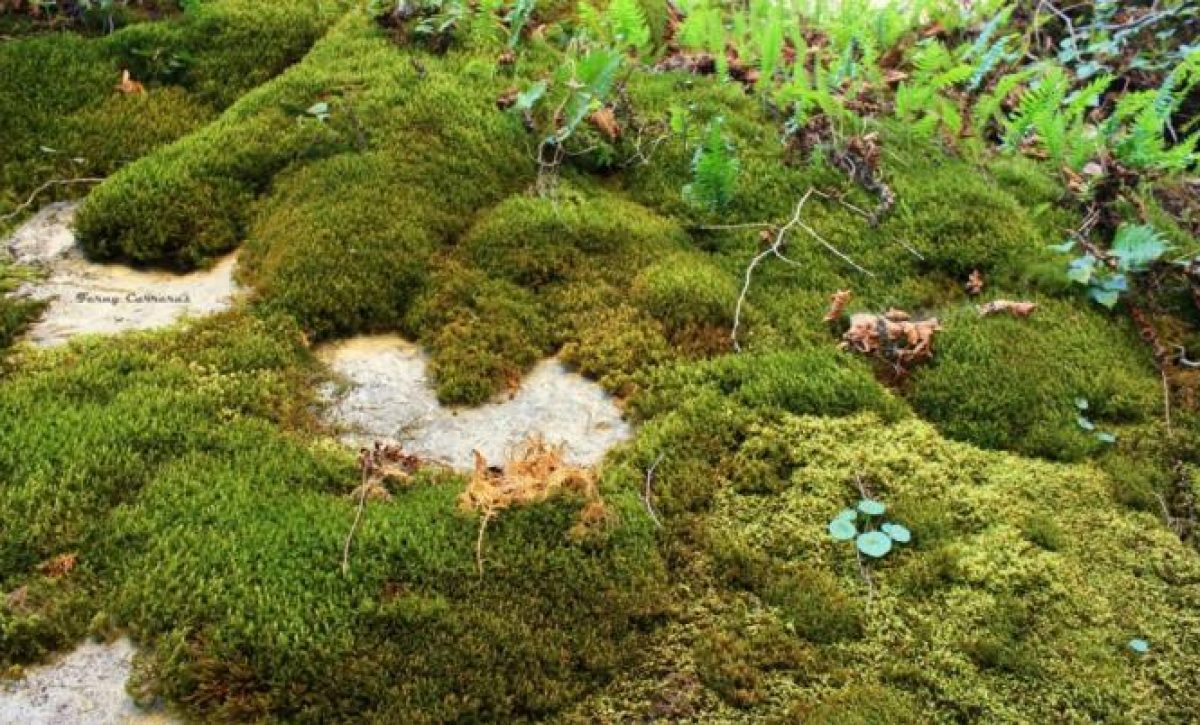 Campana-No-arranques-la-piel-de-los-bosques-para-proteger-musgo-en-Ecuador