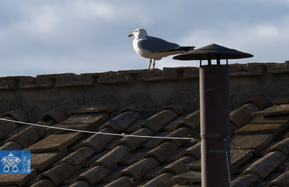 ¿Un presagio del Espíritu Santo? Un pájaro aparece en la chimenea del cónclave