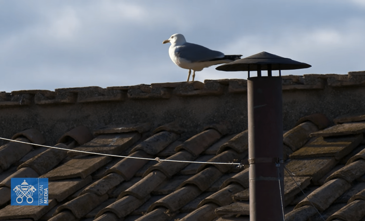 ¿Un presagio del Espíritu Santo? Un pájaro aparece en la chimenea del cónclave