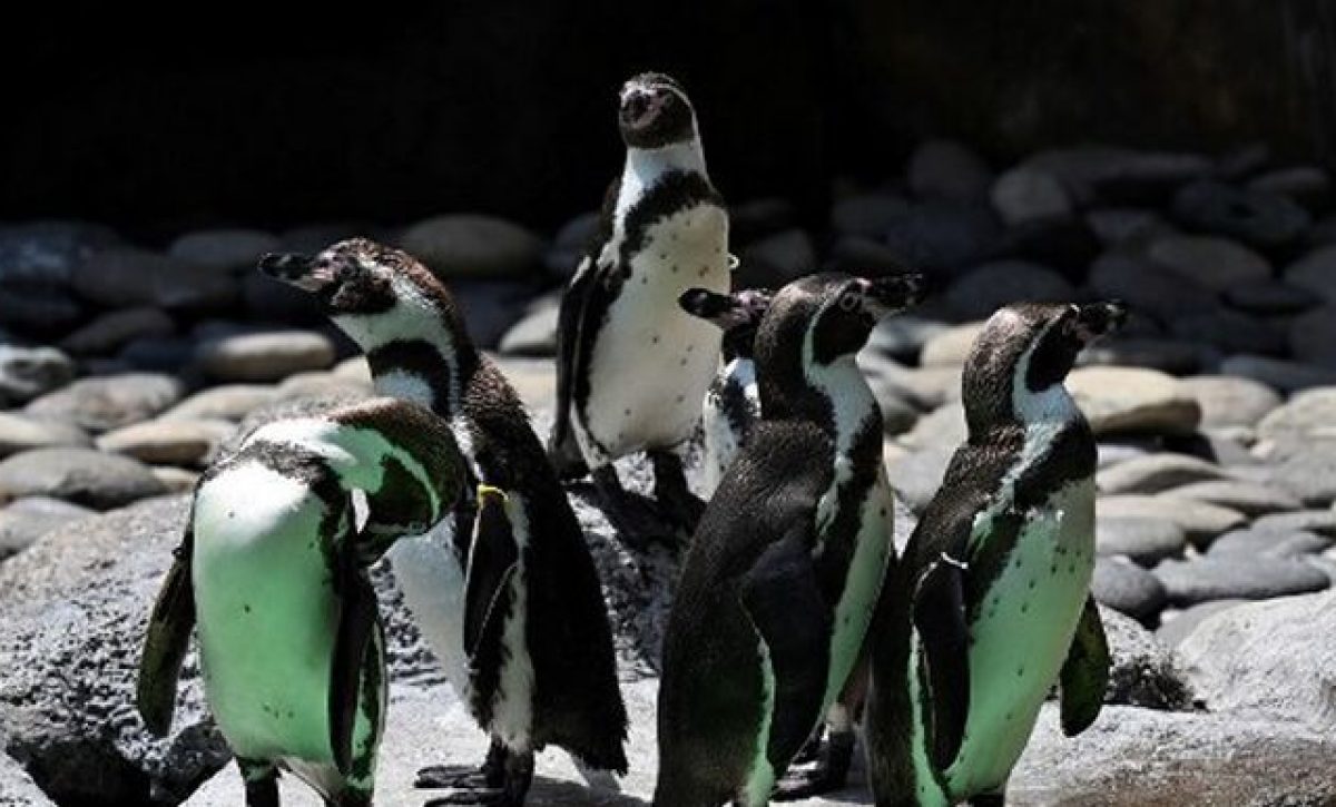 Pinguinos-mueren-picaduras-abejas_18387721