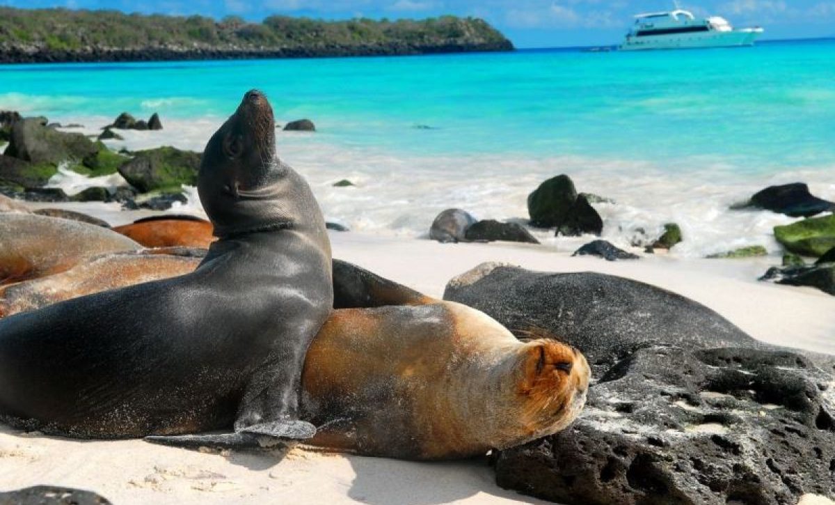 animales-islas-galapagos