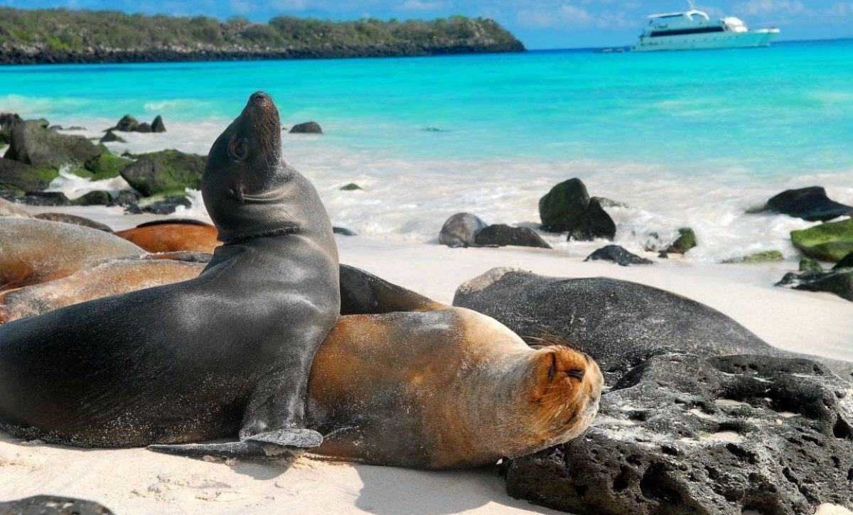 galapagos