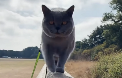 gato