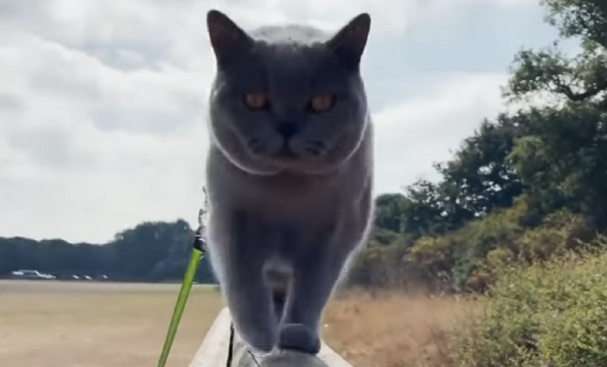 gato