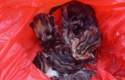 gatos