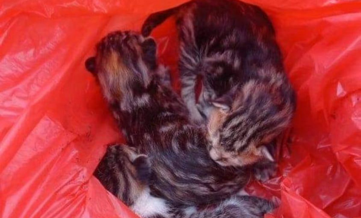 gatos