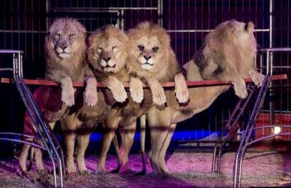 leones-circo-644x407-1