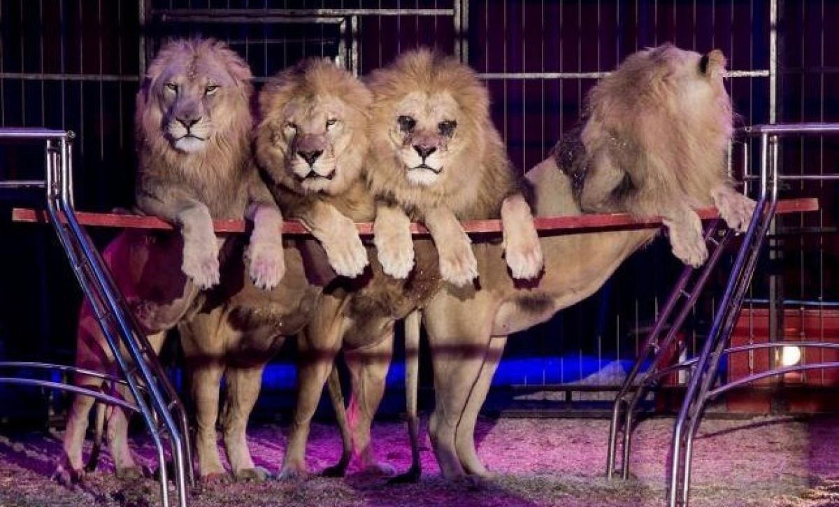 leones-circo-644x407-1