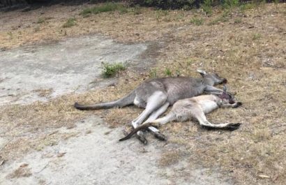 mallacoota-kangaroos-koalas-australia-02-exlarge-169