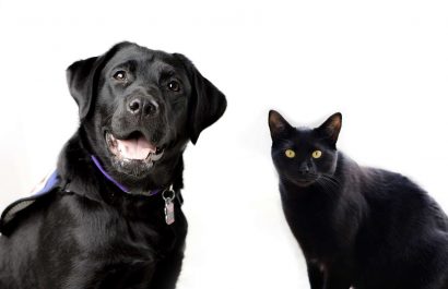perros_gatos_negros